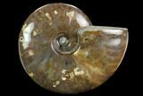 Flashy Red Iridescent Ammonite - Wide #127915-1